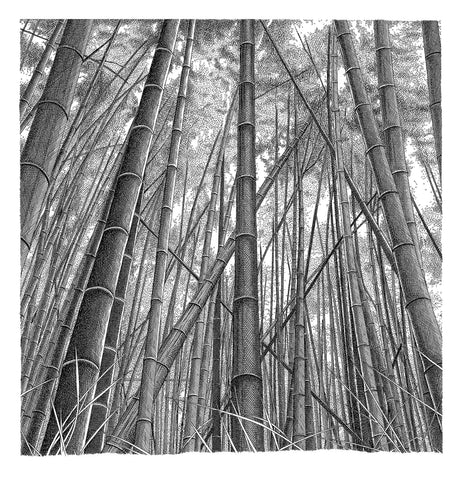 'Bamboo Grove, Kyoto' Ink Jet Print - Black